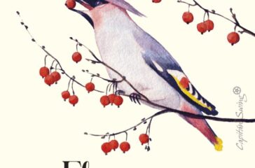 PET_El guillomo (Robin Wall Kimmerer)